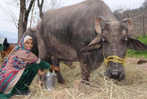 Robina Bibi: a rural woman’s journey to becoming a micro-entrepreneur